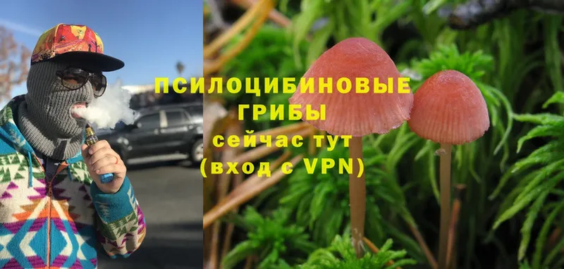 мега   Верея  Галлюциногенные грибы Psilocybe 